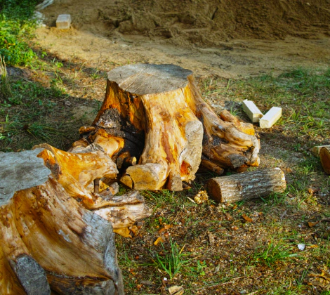 tree removal service slider