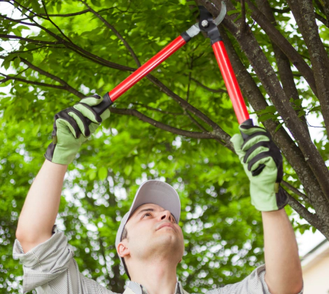 tree pruning service slider