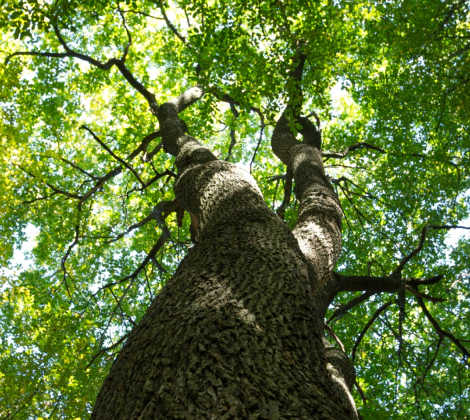 cabling & bracing service slider